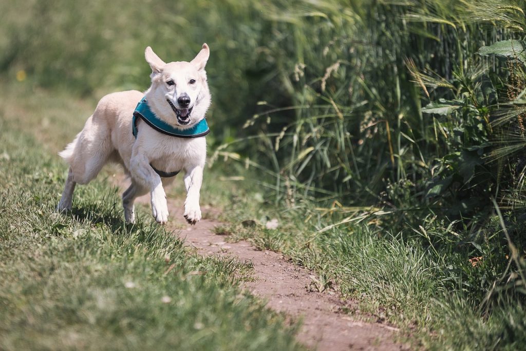 dog, run, fun-644111.jpg